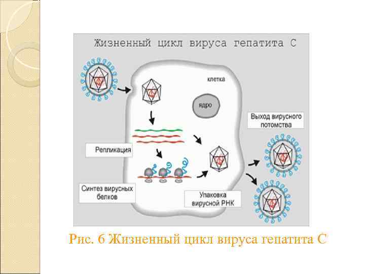 Рис. 6 Жизненный цикл вируса гепатита С 