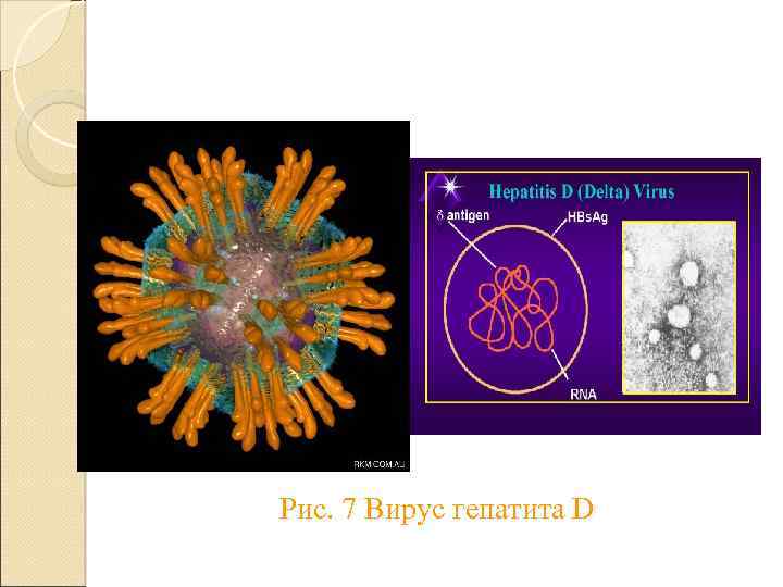 Рис. 7 Вирус гепатита D 