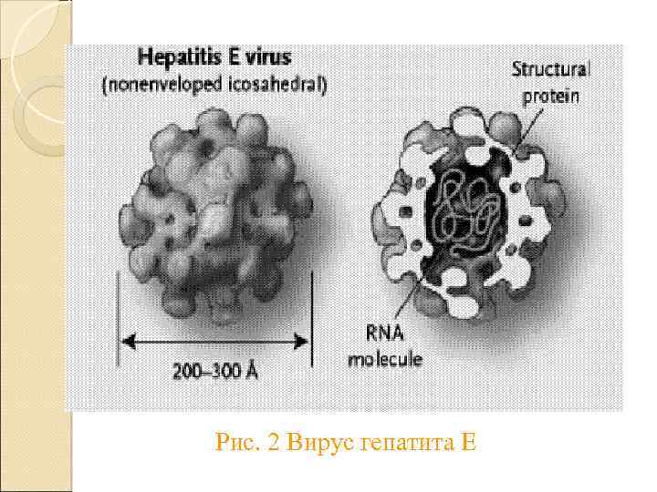 Рис. 2 Вирус гепатита E 