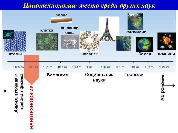 Нанотехнологии: место среди других наук волос пылевой клещ человек Биология НАНОТЕХНОЛОГИИ Химия, атомная и