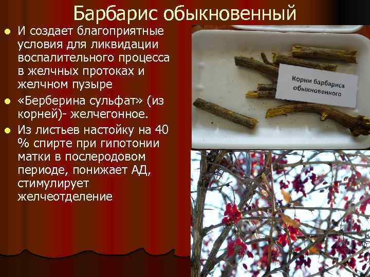 Барбарис обыкновенный И создает благоприятные условия для ликвидации воспалительного процесса в желчных протоках и