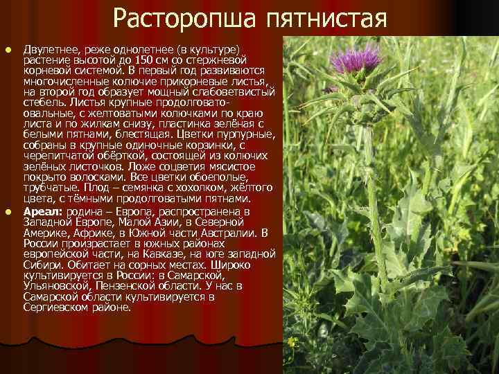 Расторопша пятнистая l l Двулетнее, реже однолетнее (в культуре) растение высотой до 150 см