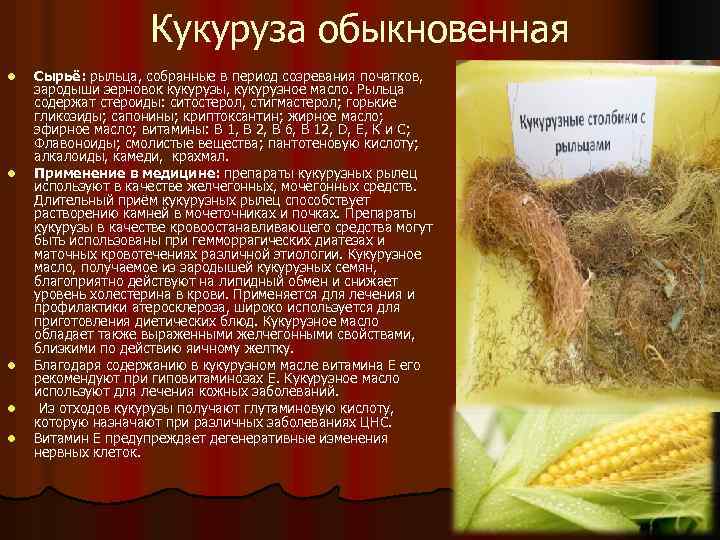 Кукуруза обыкновенная l l l Сырьё: рыльца, собранные в период созревания початков, зародыши зерновок