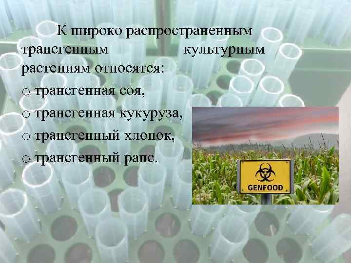 К широко распространенным трансгенным культурным растениям относятся: o трансгенная соя, o трансгенная кукуруза, o