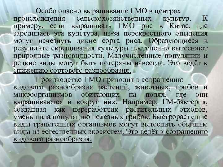 Особо опасно выращивание ГМО в центрах происхождения сельскохозяйственных культур. К примеру, если выращивать ГМО