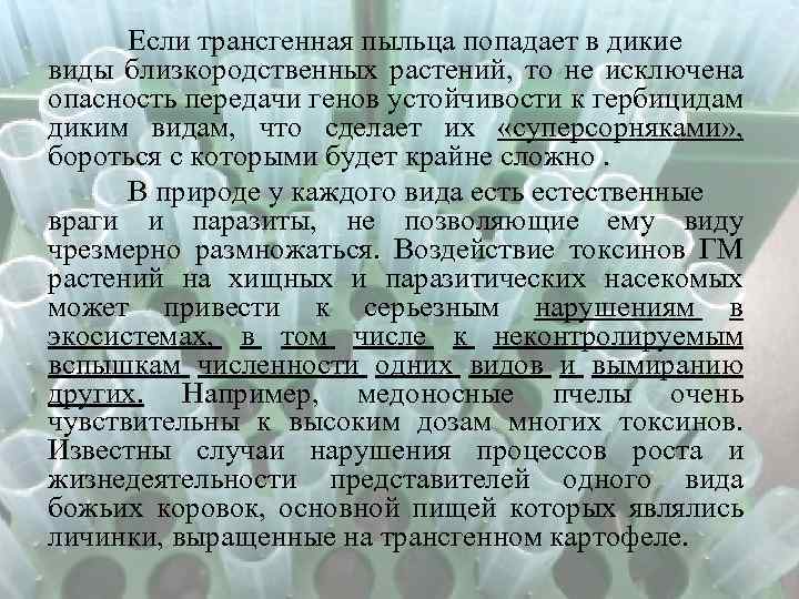 Если трансгенная пыльца попадает в дикие виды близкородственных растений, то не исключена опасность передачи
