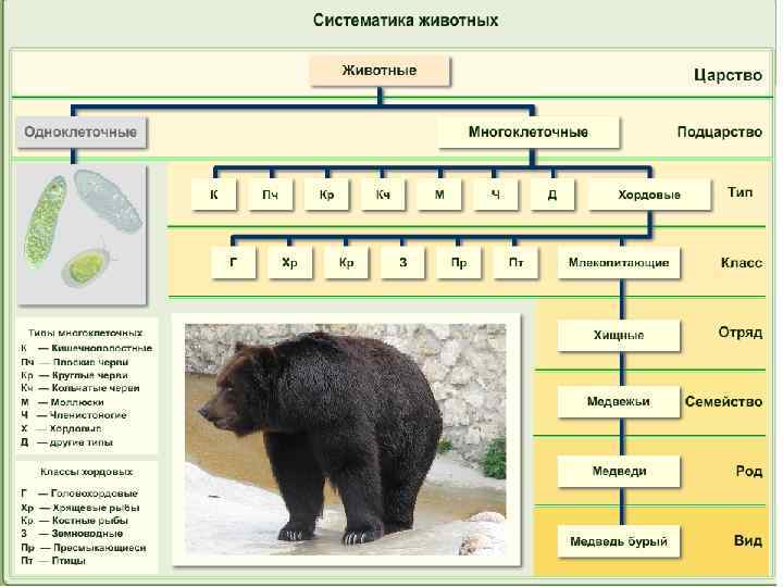 Систематика животных таксономические группы. Систематика животных медведь бурый 7кл. Системататика животных. Систем Аттика животных. Соподчинение систем разных уровней начиная с наибольшего