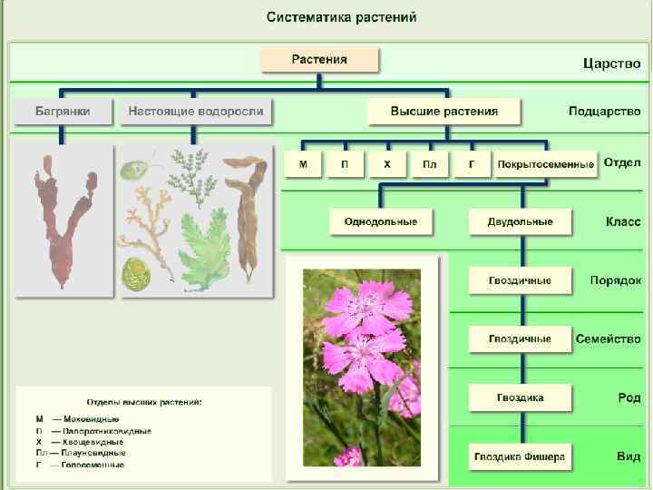 Схема развития таксонов и сообществ по е с смирнову