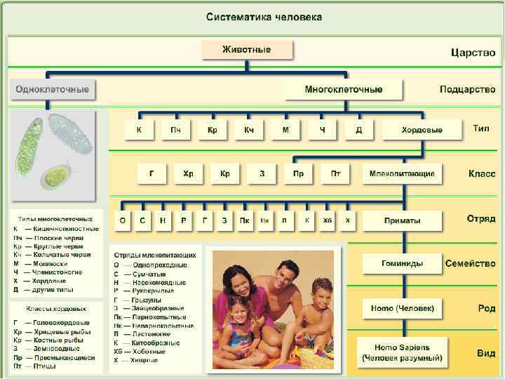 Систематика человека презентация