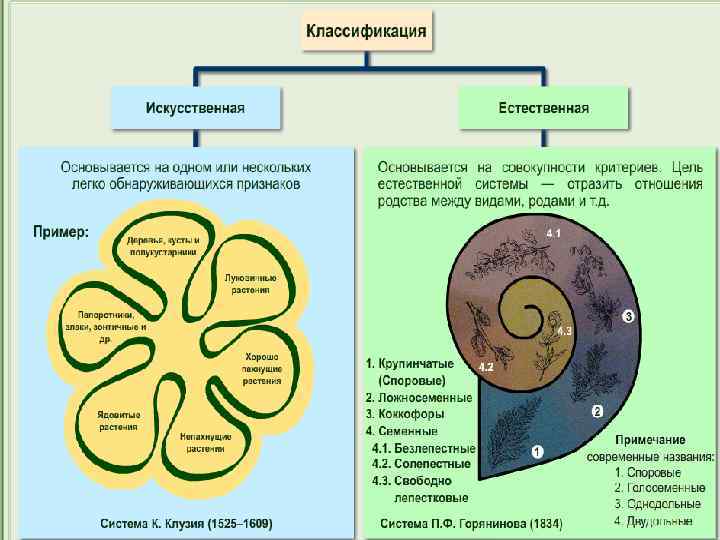 Принципы классификации систематика биология 11 класс презентация