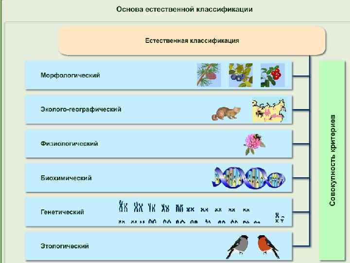 Принципы систематики биология. Естественная систематика примеры. Естественная классификация организмов. Примеры естественной классификации в биологии. Систематика и Эволюция.