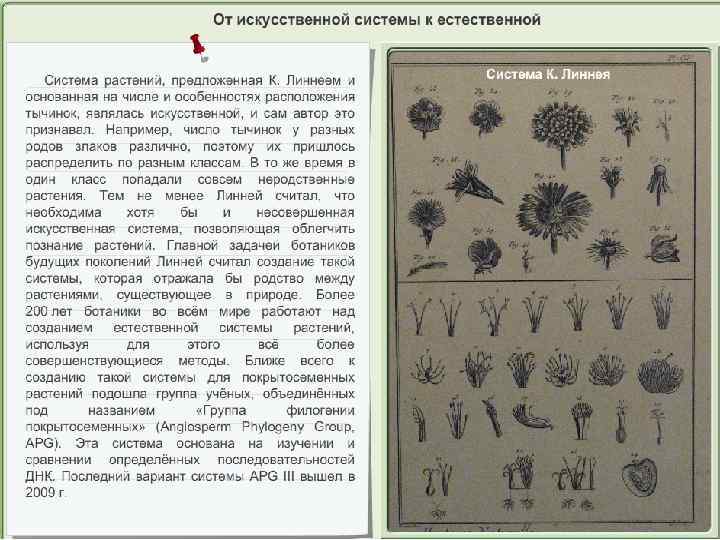 Работа система природы. Систематика Линнея схема. Искусственная классификация растений. 24 Класса растений Карла Линнея. Искусственная классификация растений и животных.