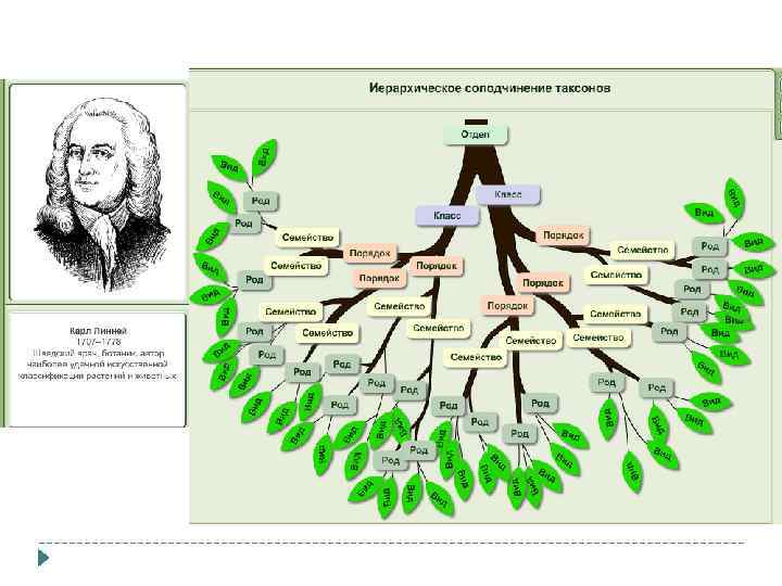Иерархия в биологии схема