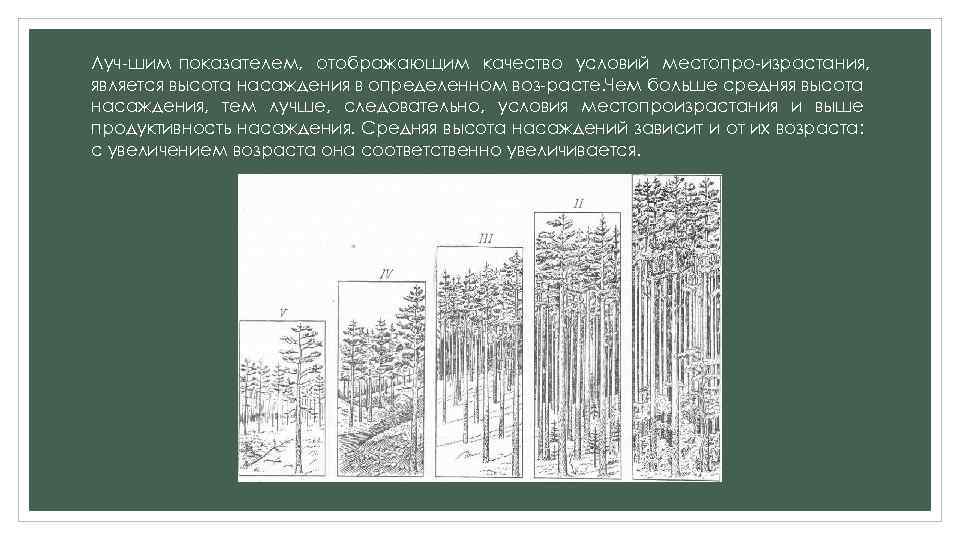 Луч шим показателем, отображающим качество условий местопро израстания, является высота насаждения в определенном воз