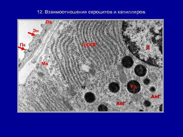 12. Взаимоотношения сероцитов и капилляров Пв Эн Пк Гр. ЭПР Я Мв Гр Ап.