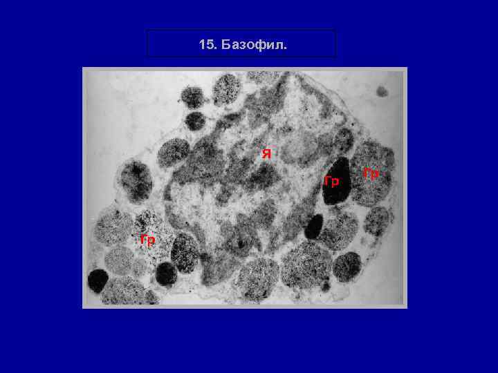 15. Базофил. Я Гр Гр Гр 