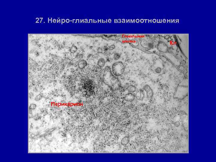 27. Нейро-глиальные взаимоотношения Глиальная клетка Перикарион Кл 