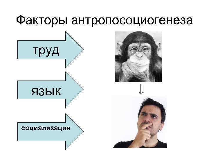 Факторы антропосоциогенеза труд язык социализация 