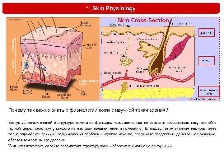 1. Skin Physiology Почему так важно знать о физиологии кожи с научной точки зрения?