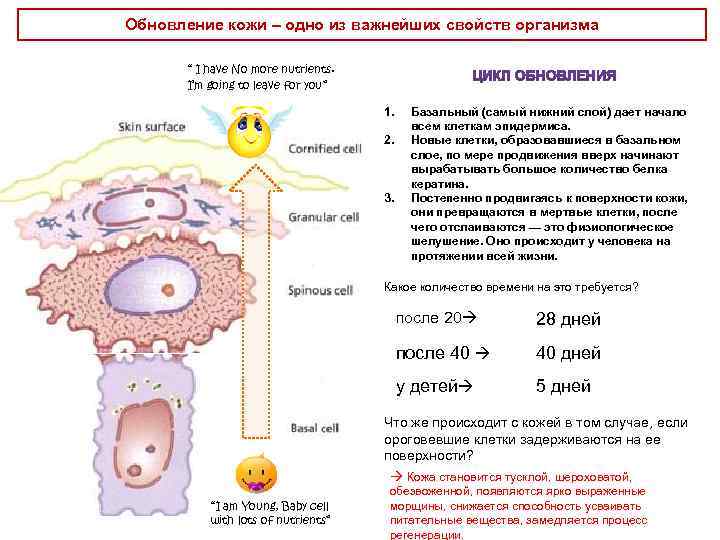 Обновление кожи – одно из важнейших свойств организма “ I have No more nutrients.