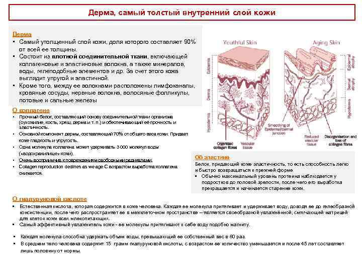 Дерма, самый толстый внутренний слой кожи Дерма • Самый утолщенный слой кожи, доля которого
