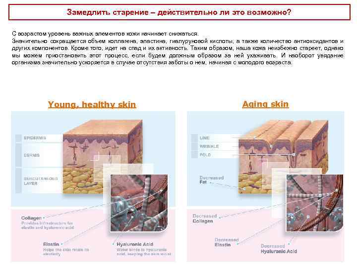Замедлить старение – действительно ли это возможно? С возрастом уровень важных элементов кожи начинает