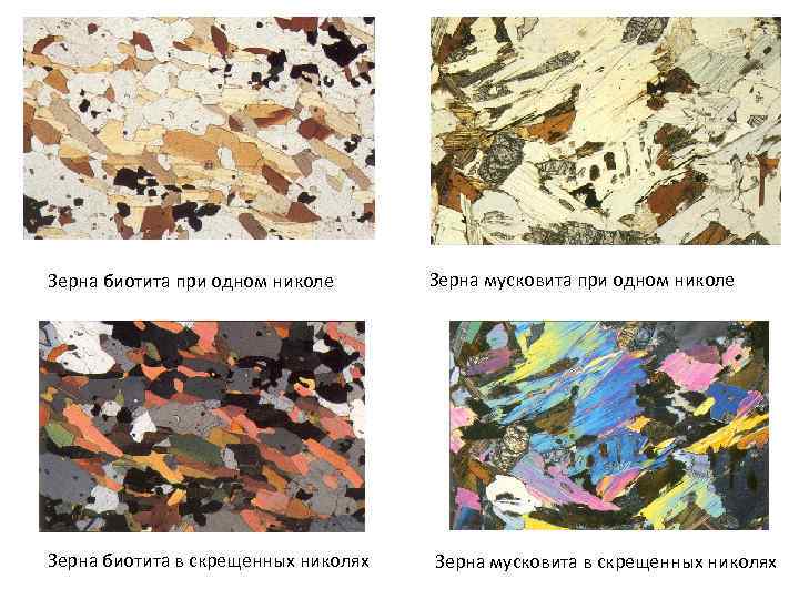 Зерна биотита при одном николе Зерна биотита в скрещенных николях Зерна мусковита при одном