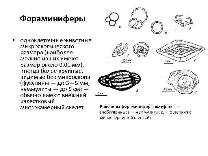 Фораминиферы • одноклеточные животные микроскопического размера (наиболее мелкие из них имеют размер около 0,