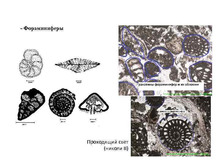- Фораминиферы Проходящий свет (николи II) 
