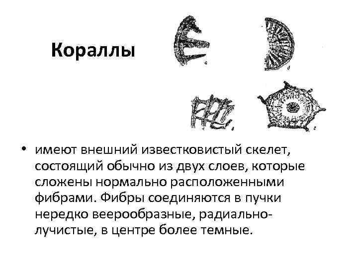 Кораллы • имеют внешний известковистый скелет, состоящий обычно из двух слоев, которые сложены нормально