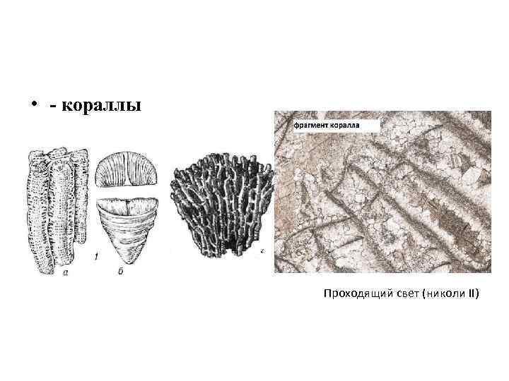  • - кораллы Проходящий свет (николи II) 