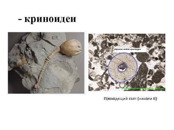- криноидеи Проходящий свет (николи II) 