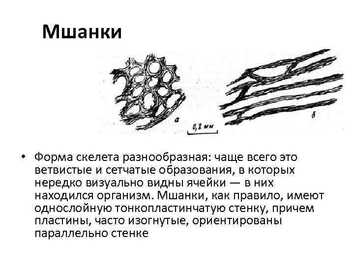 Мшанки • Форма скелета разнообразная: чаще всего это ветвистые и сетчатые образования, в которых