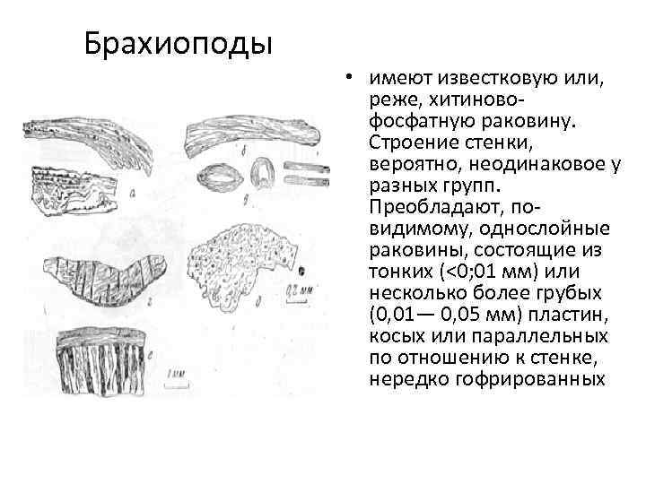 Брахиоподы • имеют известковую или, реже, хитиновофосфатную раковину. Строение стенки, вероятно, неодинаковое у разных