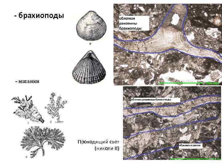 - брахиоподы - мшанки Проходящий свет (николи II) 
