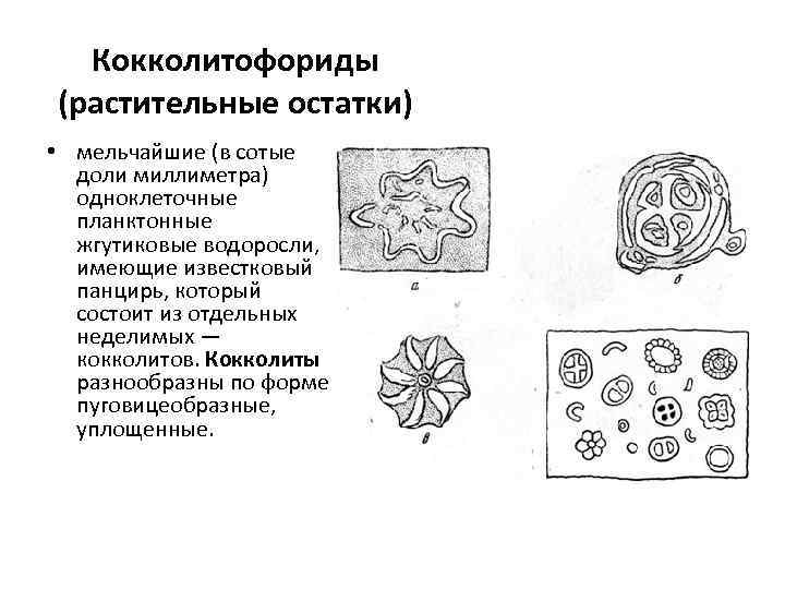 Кокколитофориды (растительные остатки) • мельчайшие (в сотые доли миллиметра) одноклеточные планктонные жгутиковые водоросли, имеющие