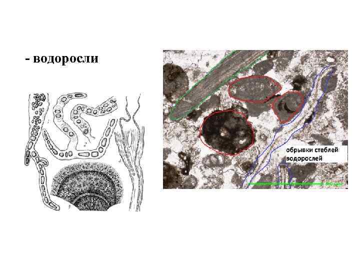 - водоросли 