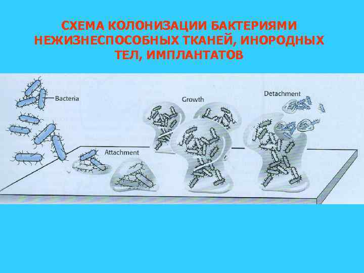 СХЕМА КОЛОНИЗАЦИИ БАКТЕРИЯМИ НЕЖИЗНЕСПОСОБНЫХ ТКАНЕЙ, ИНОРОДНЫХ ТЕЛ, ИМПЛАНТАТОВ 