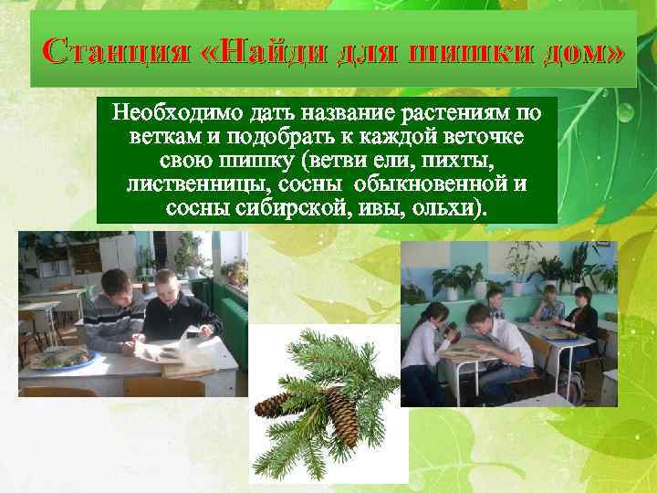 Станция «Найди для шишки дом» Необходимо дать название растениям по веткам и подобрать к