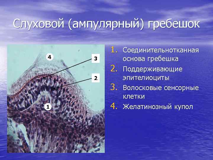 Слуховой (ампулярный) гребешок 4 1. Соединительнотканная 3 2. 2 3. 1 4. основа гребешка