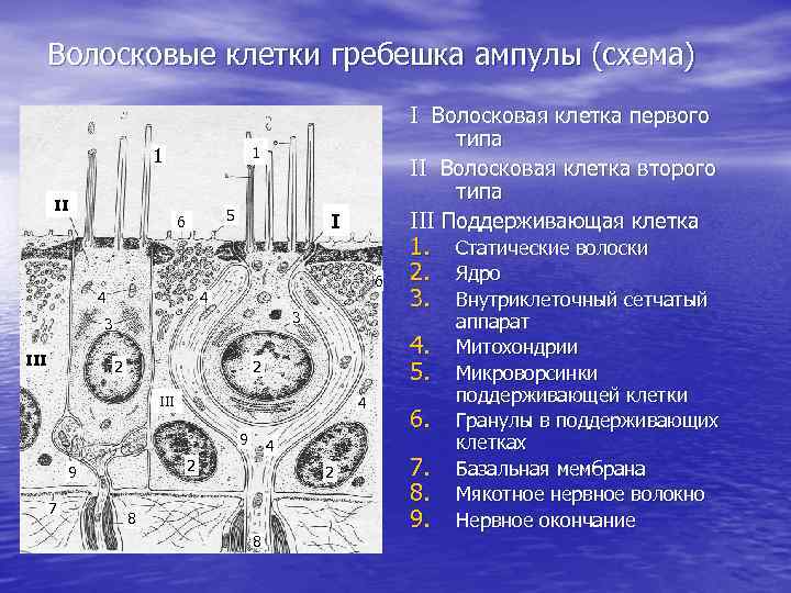 Волосковые клетки в ухе