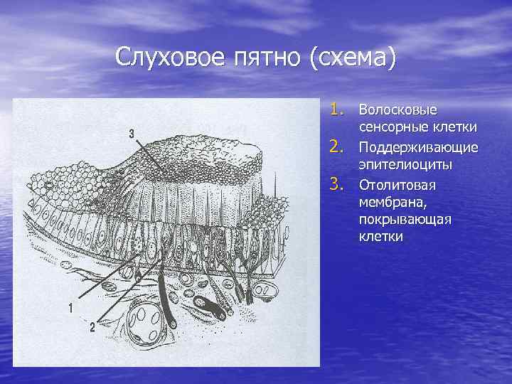 Слуховое пятно (схема) 1. Волосковые 2. 3. сенсорные клетки Поддерживающие эпителиоциты Отолитовая мембрана, покрывающая