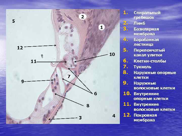 Аксиальный срез улитки схема строения спирального органа кортиев орган
