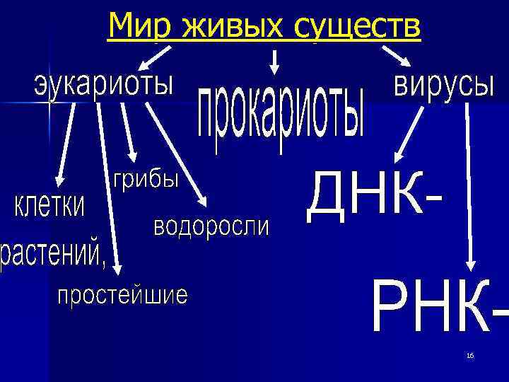 Мир живых существ 16 