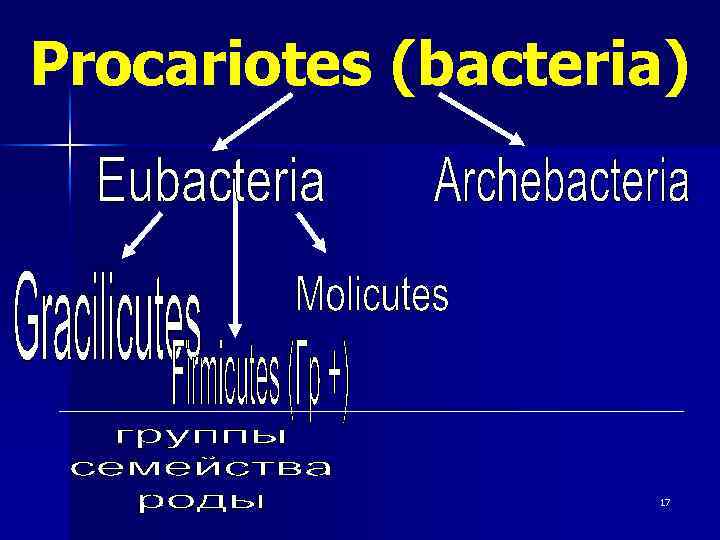 Procariotes (bacteria) 17 