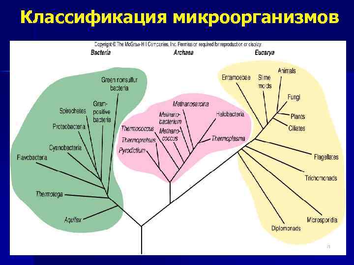 Классификация микроорганизмов 18 