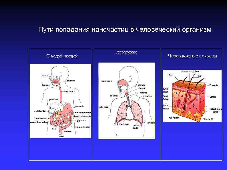 Пути попадания наночастиц в человеческий организм С водой, пищей Аэрогенно Через кожные покровы 