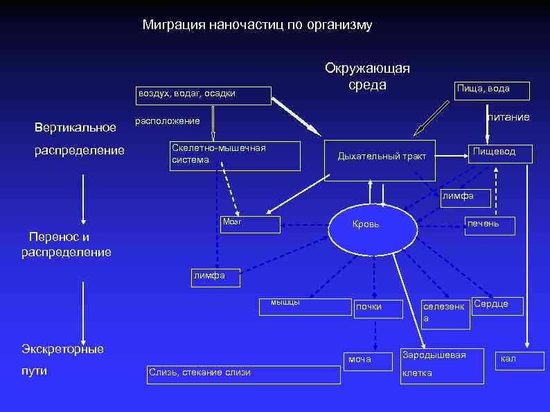 Миграция наночастиц по организму Окружающая среда воздух, водаr, осадки Вертикальное распределение Пища, вода питание
