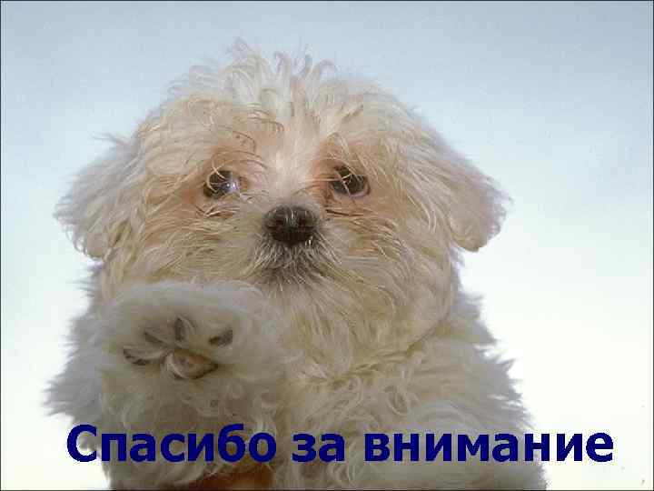 Спасибо за внимание 