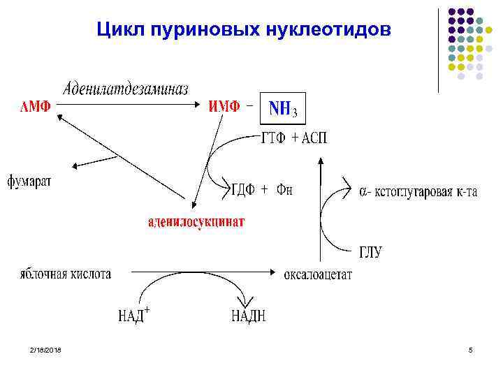 Цикл пуриновых нуклеотидов 2/18/2018 5 